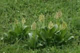 Orchis adenocheila. In field.2.jpg