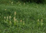 Orchis adenocheila. In field.3.jpg