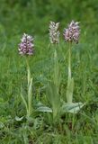 Orchis simia.jpg