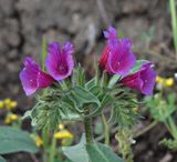 Echium amoenum. Close-up.jpg