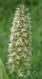 Orchis adenocheila. Closer.jpg