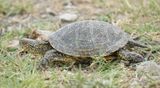 Emys orbicularis.3.jpg