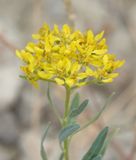 Haplophyllum villosum. Closer.1.jpg