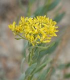 Haplophyllum villosum. Closer.2.jpg