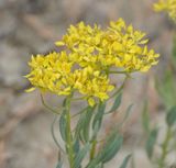 Haplophyllum villosum. Closer.jpg