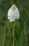 Anacamptis pyramidalis. White. Closer.jpg