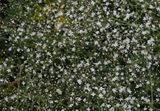 Gypsophila paniculata. Closer.2.jpg
