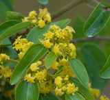 Paliurus spina-christi. Close-up.jpg