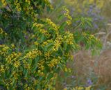 Paliurus spina-christi.2.jpg