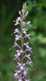 Himantoglossum formosum. Closer.jpg