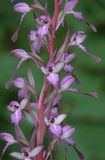 Himantoglossum formosum. Closer.3.jpg