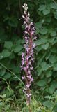 Himantoglossum formosum. Closer.5.jpg