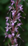 Himantoglossum formosum. Closer.6.jpg