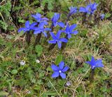 Gentiana verna ssp. pontica and Gentiana sp.jpg