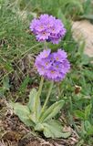 Primula algida.jpg