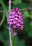 Anacamptis pyramidalis. Closer.jpg