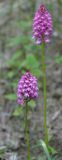 Anacamptis pyramidalis.jpg