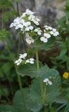 Brassicaceae. Close-up.jpg