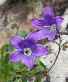 Campanula saxifraga. Close-up.3.jpg