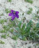 Campanula saxifraga.1.jpg