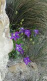 Campanula saxifraga.2.jpg