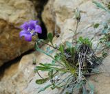 Campanula saxifraga.4.jpg
