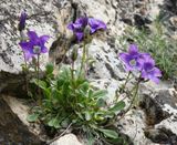 Campanula saxifraga.10.jpg