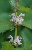 Lamium album. Close-up.jpg