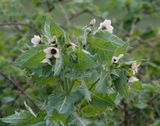 Hyoscyamus niger. Closer.jpg
