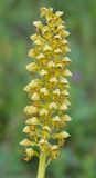 Orchis punctulata. Closer.5.jpg