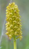Orchis punctulata. Closer.6.jpg
