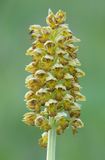 Orchis punctulata. Closer.7.jpg