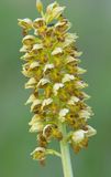Orchis punctulata. Closer.8.jpg