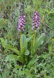 Orchis purpurea subsp. caucasica.jpg