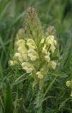 Pedicularis sibthorpii. Closer.3.jpg