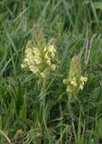 Pedicularis sibthorpii.3.jpg