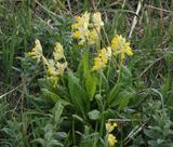 Primula veris.2.jpg
