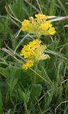 Primula veris.4.jpg