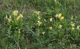 Primula veris.jpg