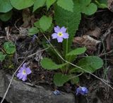 Primula vulgaris subsp. rubra.jpg