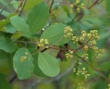 Cotinus coggygria. Closer.2.jpg