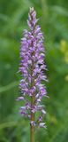 Orchis militaris subsp. stevenii Closer.2.jpg