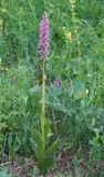 Orchis militaris subsp. stevenii.3.jpg