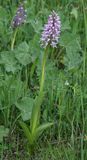Orchis militaris subsp. stevenii.jpg