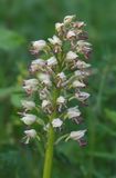 Orchis x chabalensis.  Closer.3.jpg