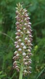 Orchis x chabalensis. Closer.4.jpg