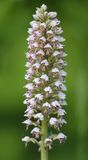 Orchis x chabalensis. Closer.8 .jpg