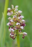 Orchis x chabalensis. Closer.10 .jpg