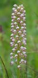 Orchis x chabalensis. Closer.15 .jpg