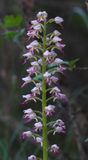 Orchis x chabalensis. Closer.jpg